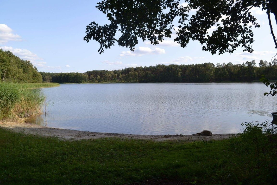 Domek nad jeziorem ( świeża ryba) , Łąkie, jezioro, LAS.