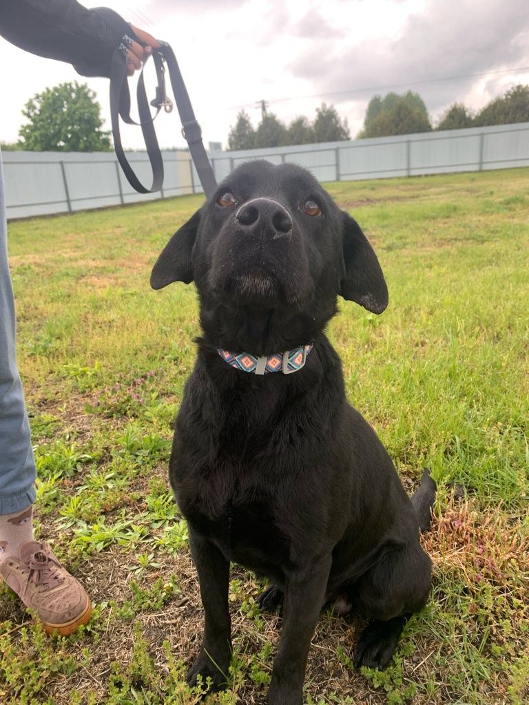 Emil pies w typie labradora do adopcji