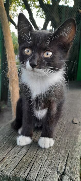 Отдам только в добрые руки!