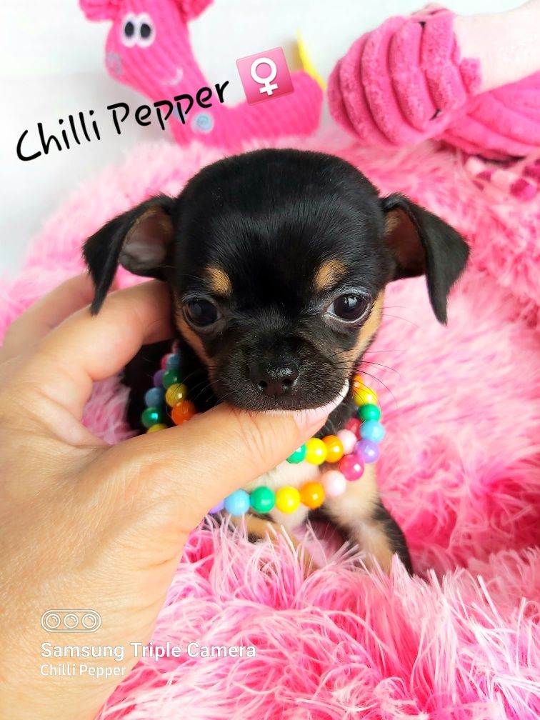 Mini suczka chihuahua czarna tricolor  CUDO