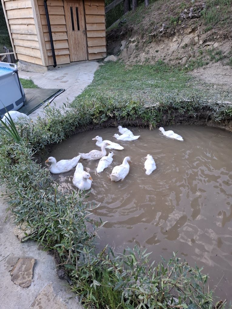 Gęsi i kaczogesi