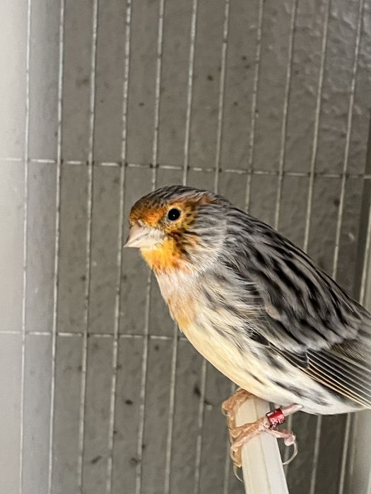 Casal ágata vermelho mosaico