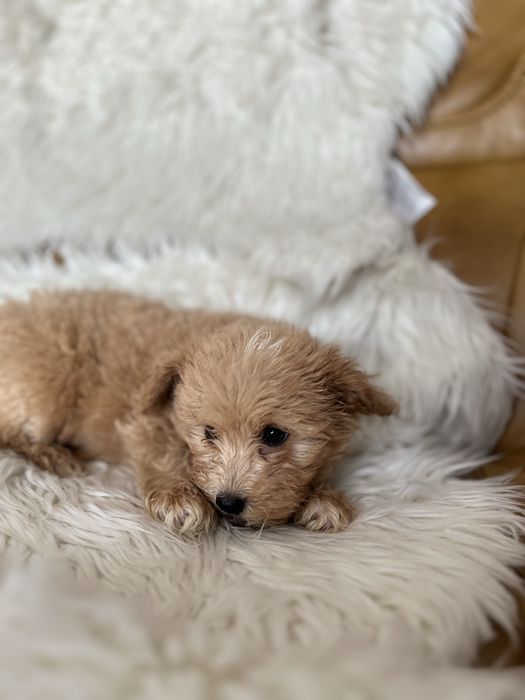Maltipoo- piesek