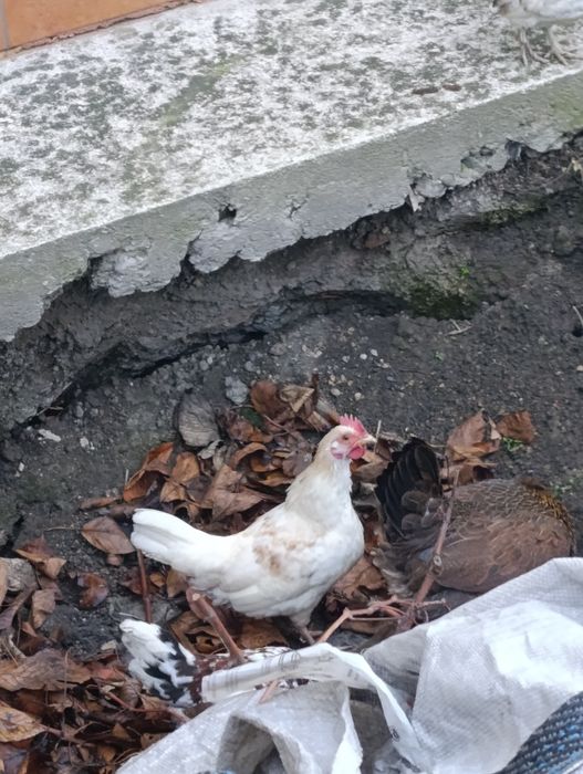 Koguty liliputy 7 szt.