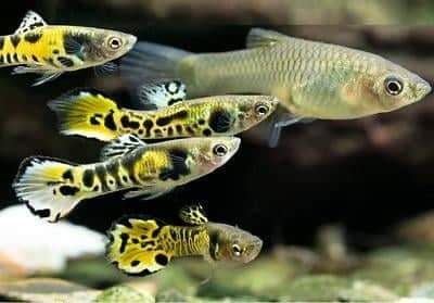 Guppies endler blue tiger spear tail