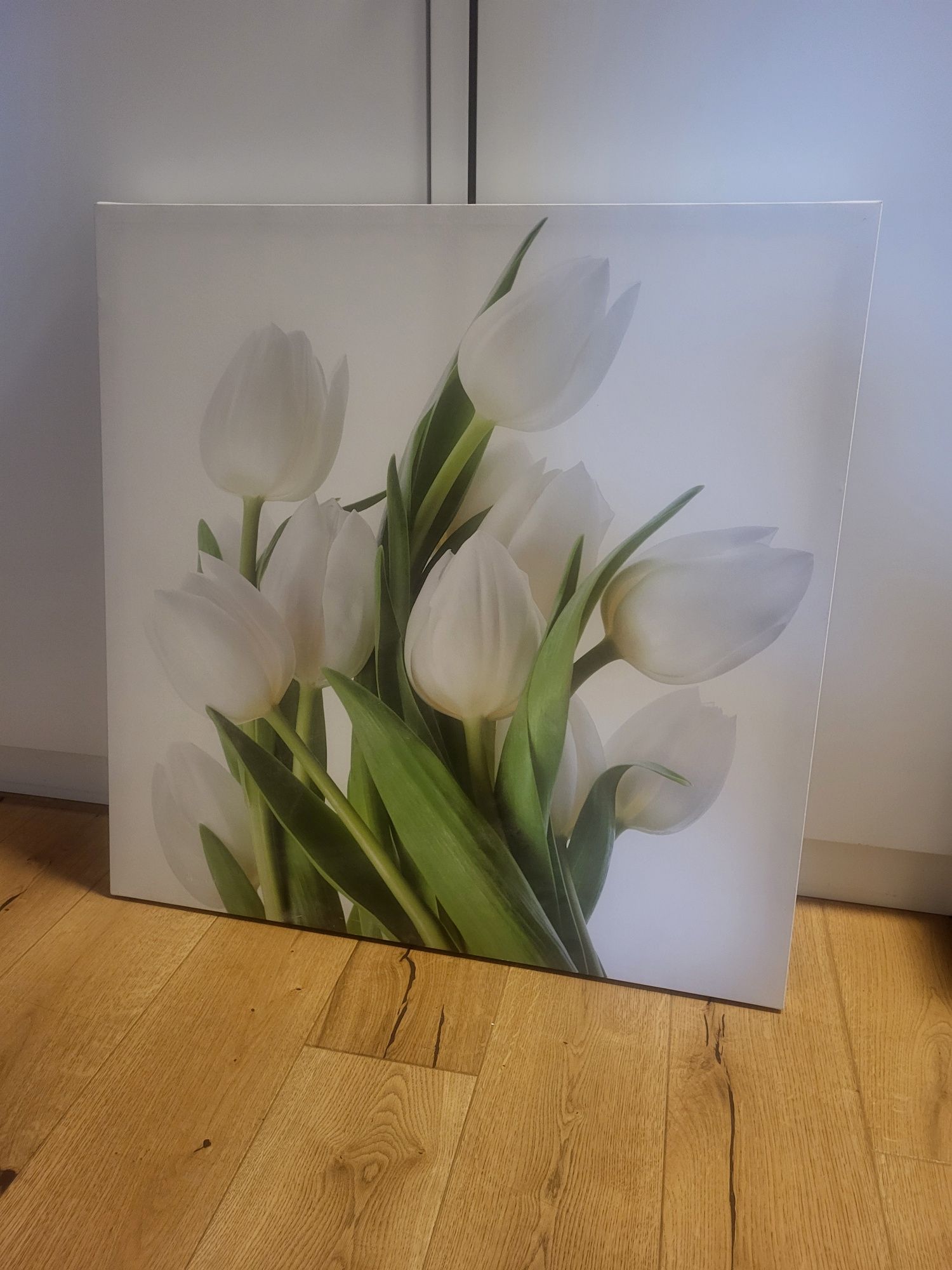 Obraz, białe tulipany 80x80cm