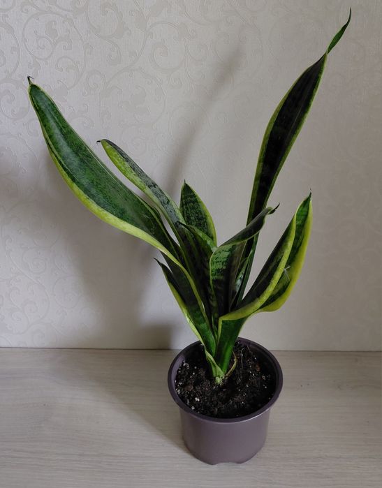 Сансів'єрія / Заміакулькас