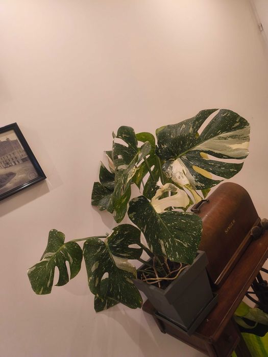 Monstera Thai Constelation