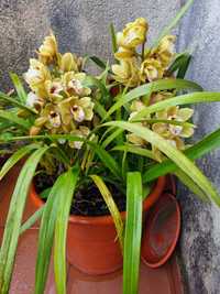 Vaso orquídeas varias hastes
