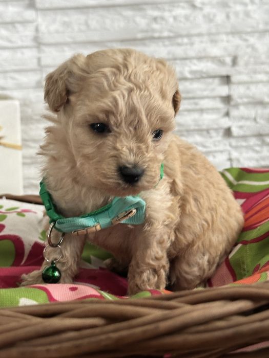 Bichpoo /Maltipoo /Poochon/Pudel sliczna suczka