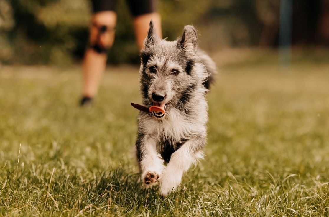Szarik ma 2 lata, z czego 1,5 roku spędził w schronisku... Adoptujesz?