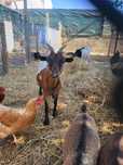 Vendo cabras anãs tricolores adultas
