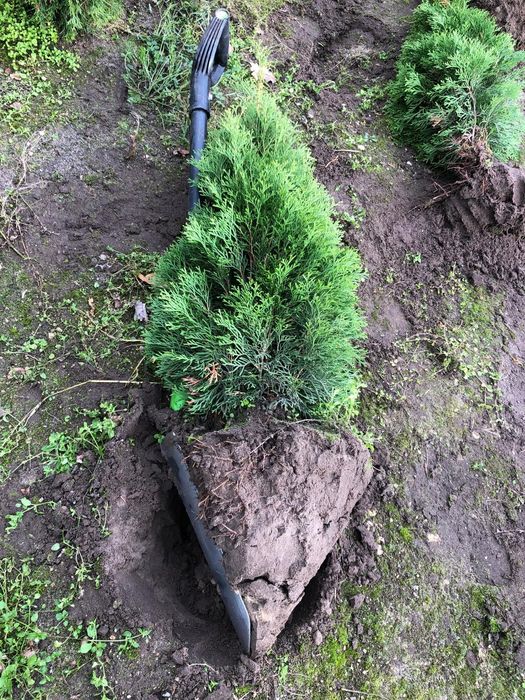 ‼️TUJA SZMARAGD‼️Duże i małe  PROMOCJA likwidacja pola