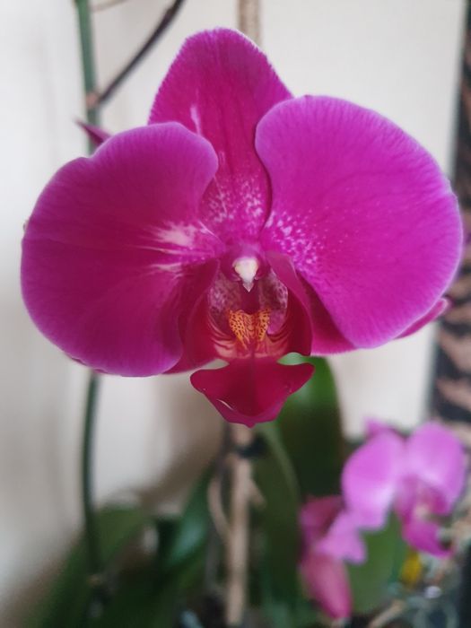 Цветущие домашние орхидеи