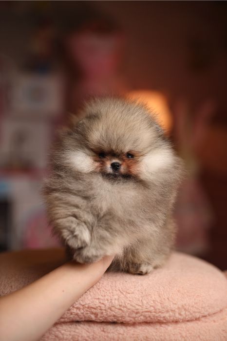 EXCLUSIVE хлопчик померанський шпіц в мікро розмірі, документи КСУ