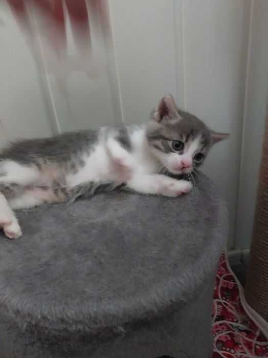 Кошеня хлопчик 1,5 місяці