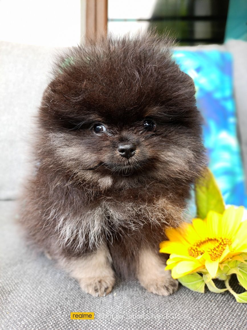 Szpic miniaturowy pomeranian