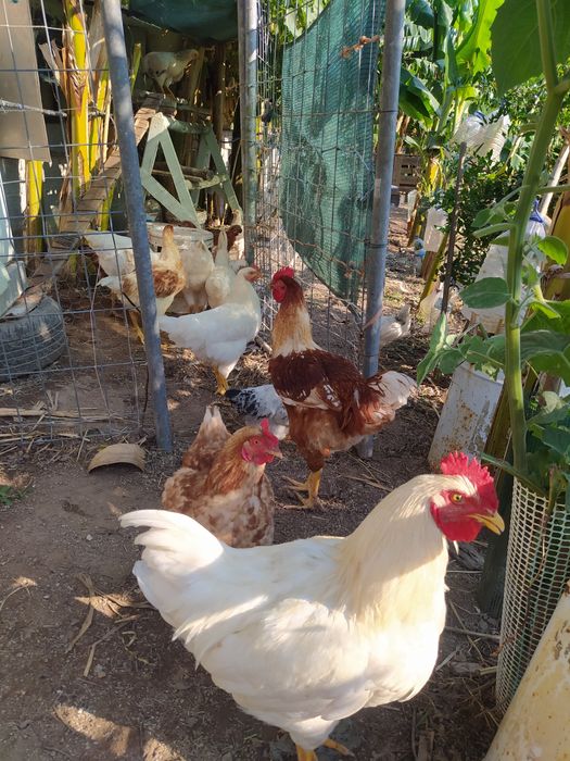 Galos criados no campo