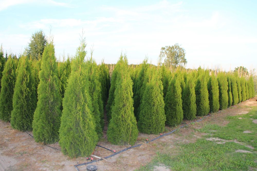 Tuja Szmaragd, Thuja Smaragd 160-180 cm BARDZO WYSOKA JAKOŚĆ-PRODUCENT