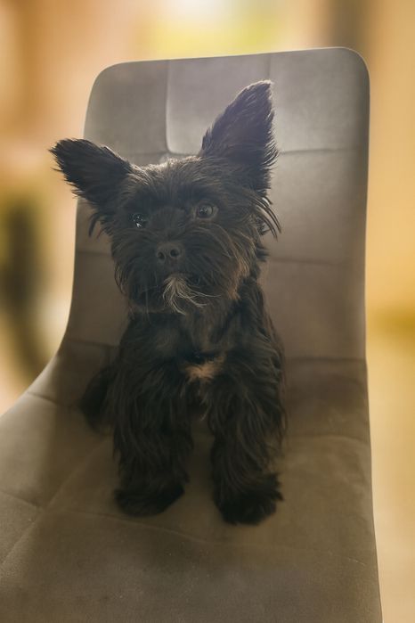 Reproduktor Yorkshire terrier Black