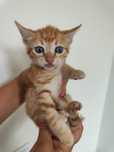 Gatinhos para adoção