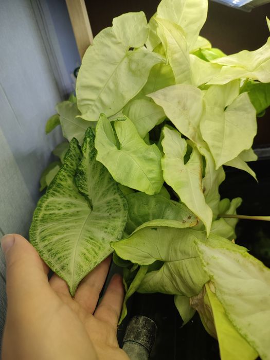 Кімнатна рослина Сингоніум