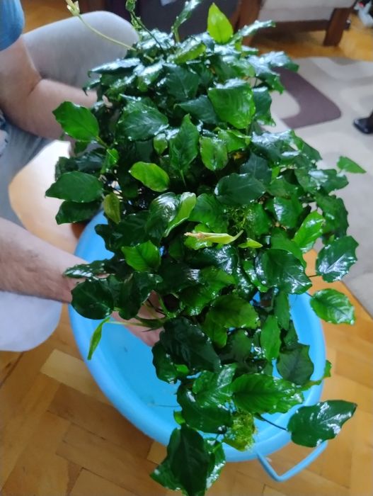 Zestaw akwarium 320l co2