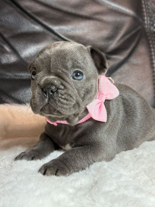 Buldog Francuski sunia