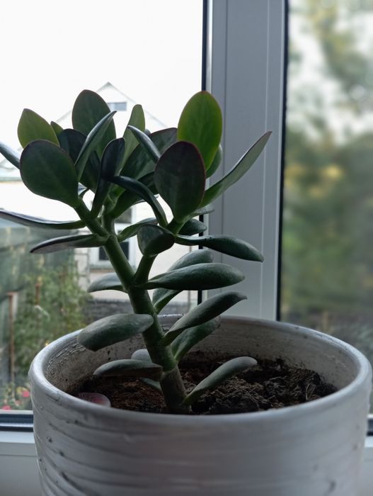 Грошове (денежное) дерево