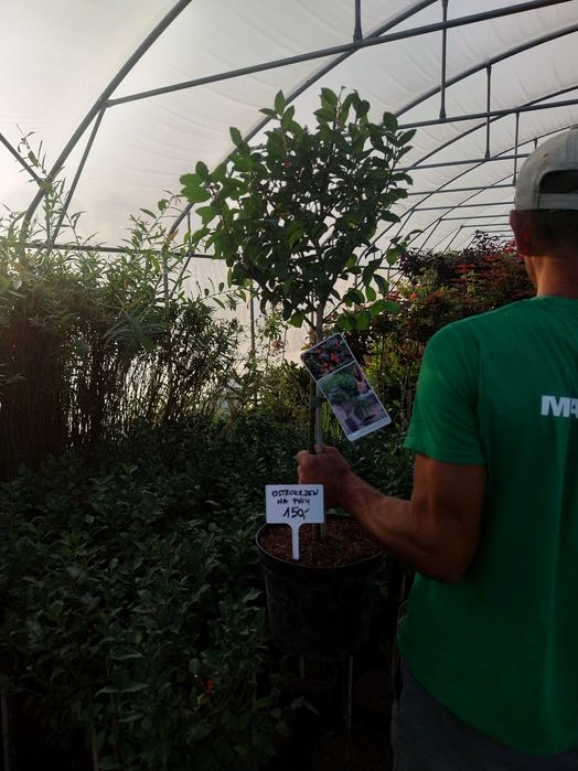 Ostrokrzew na pniu dostawa gratis zielony żółty