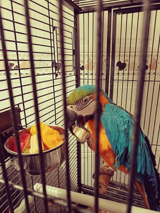 Vendo Arara Ararauna