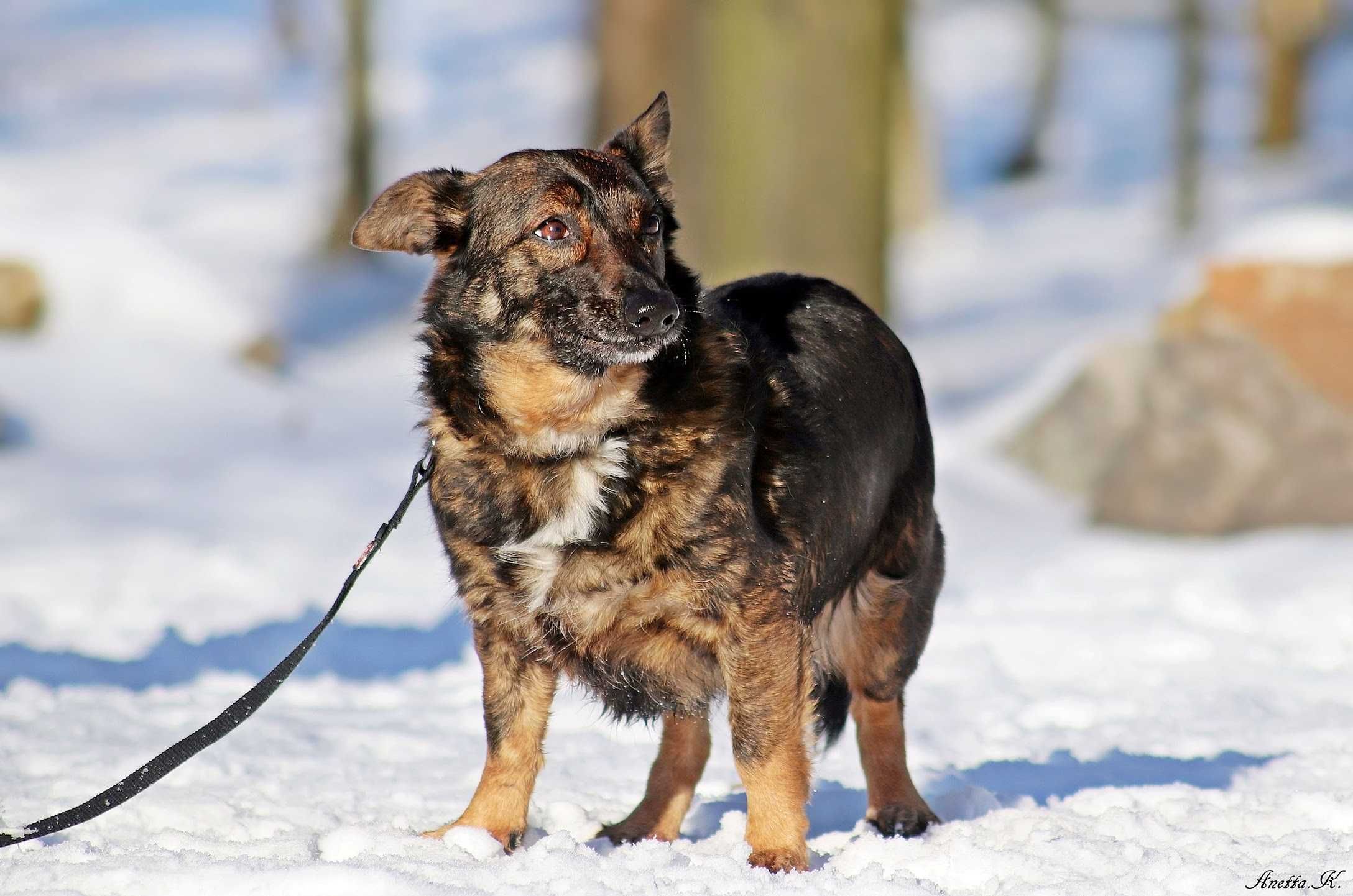 Kochana urocza mała Maja do adopcji!