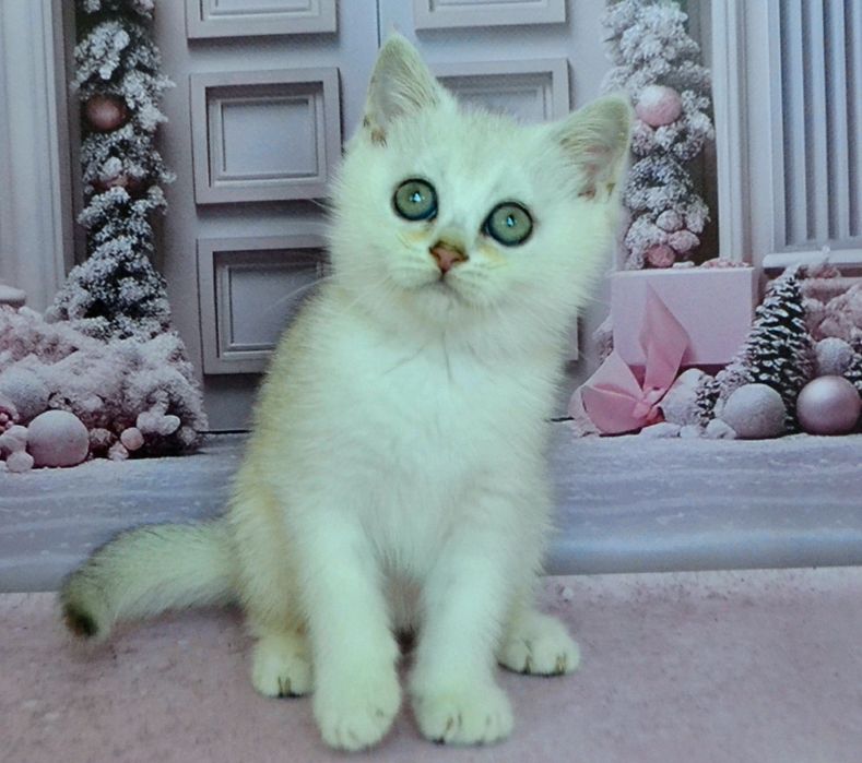 Шикарные серебристые bri ns 11