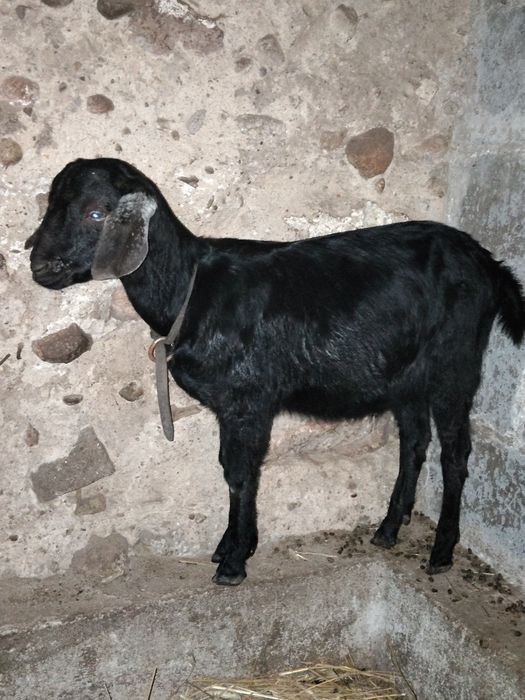 2 koziołki zapraszają kozy