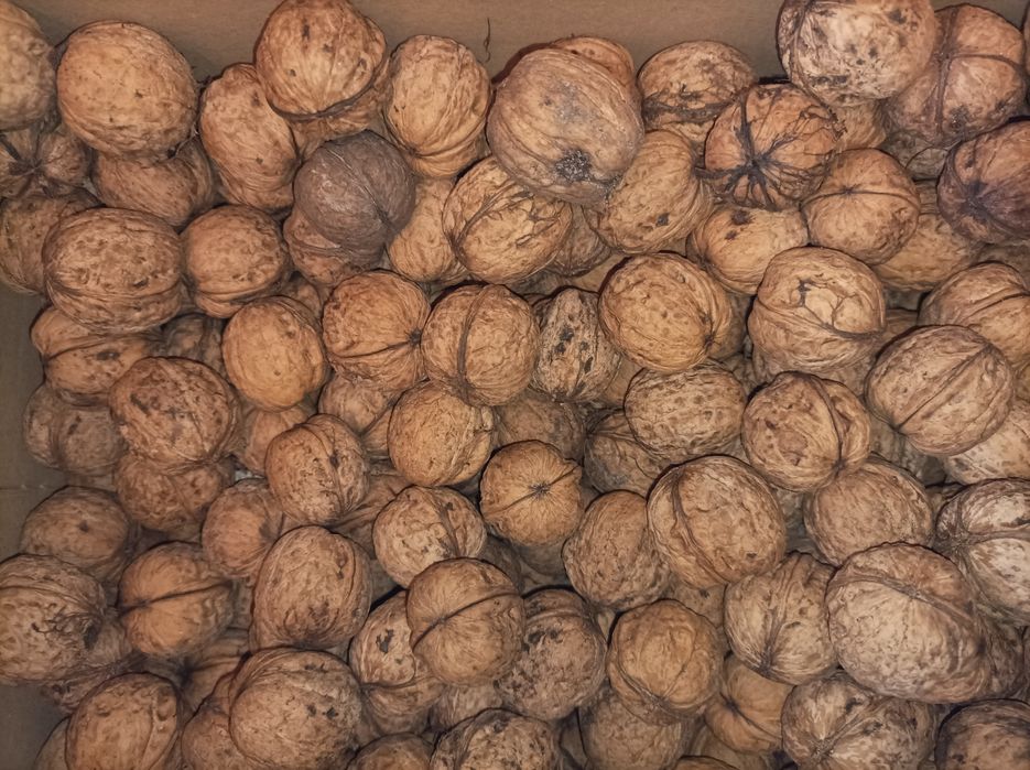 Orzechy włoskie 2024