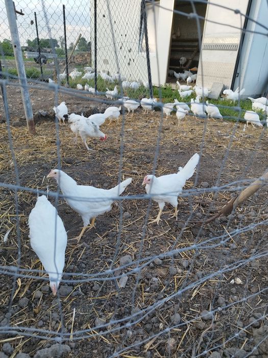 Nioski leghorn i rosa wysokoniesne