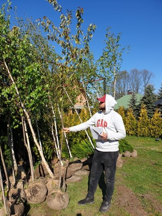 Tuja Golden Smaragd/ Thuja Złoty Smaragd 100-120 cm grube, gęste