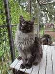 Dymny kocurek Maine Coon do hodowli