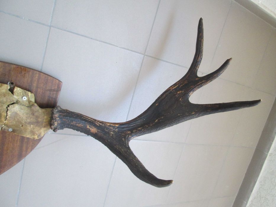 Роги оленячі декоративні (по 4-и відростки) Настінні, 100 х 60 см