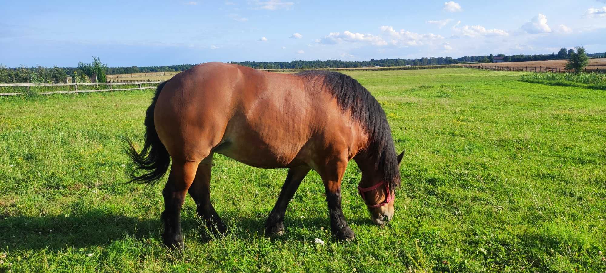Klacz gniada P.Z.K