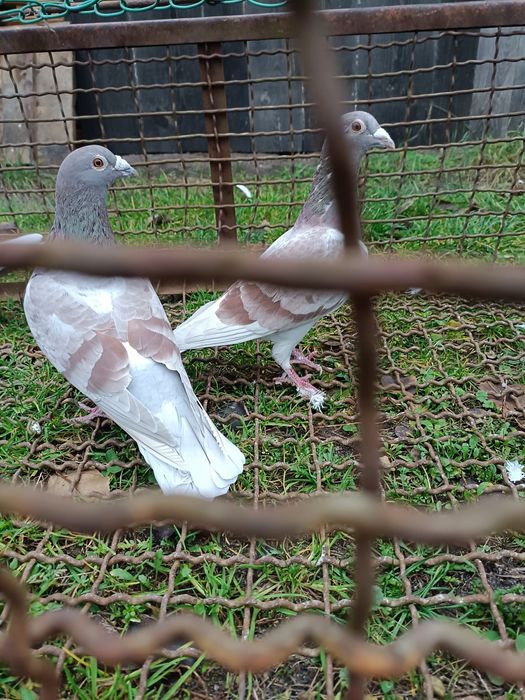 Sprzedam gołębie pocztowe