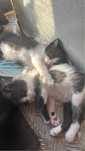 Gatinho com 3 meses para adocao