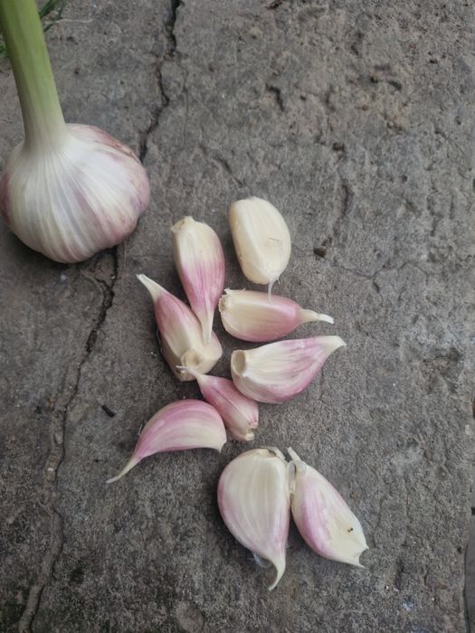 Czosnek harnaś lubasza 2025