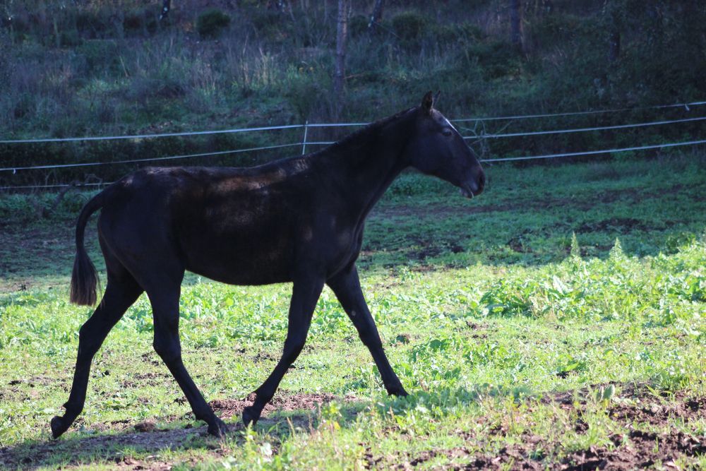 Poldra letra U tipica