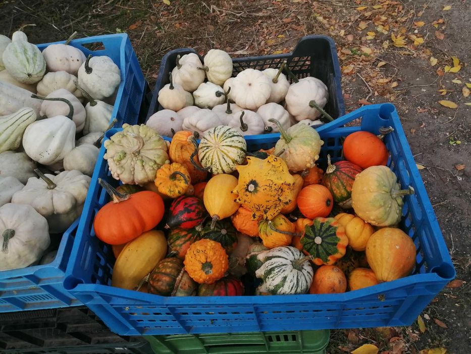 Dynia  jadalna ozdobna halloween