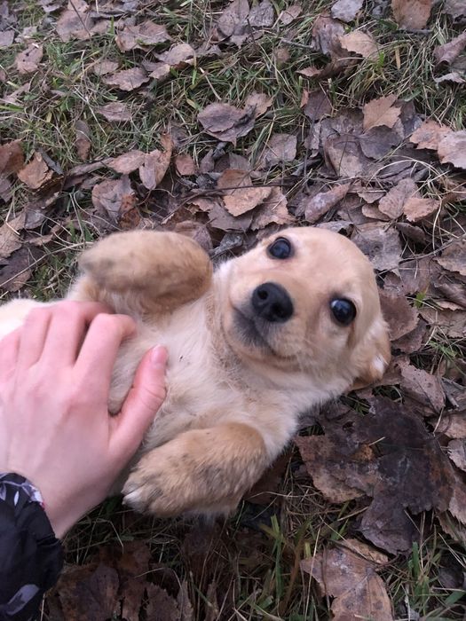 Віддам в добрі руки