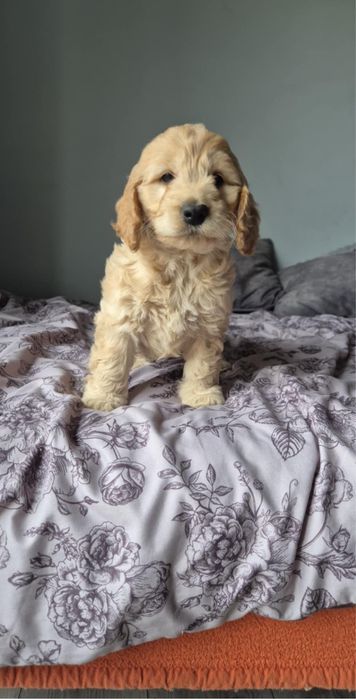 Cockapoo! Piekne maluszki! Badania genetyczne