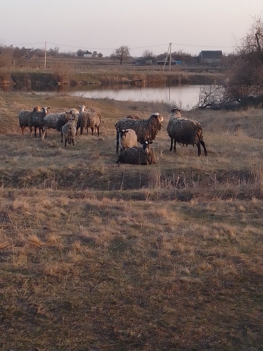 Продам барани,ярки з ягнятами