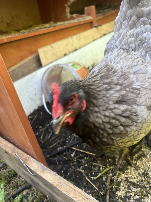 Kury Kochin olbrzymi   Sprzedam