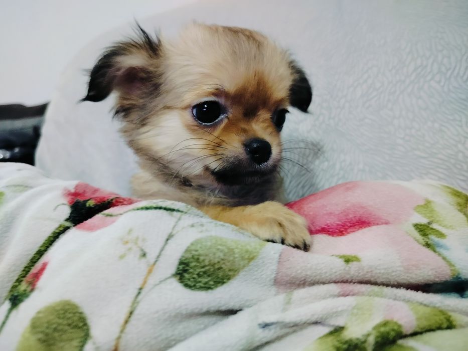 Chihuahua piesek/rezerwacja